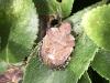 Dyroderes umbraculatus